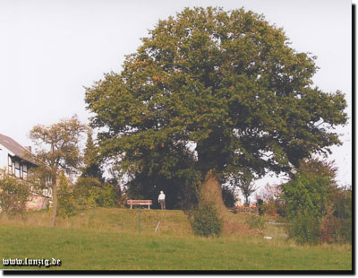 Lunzigs aeltester Baum JNoll