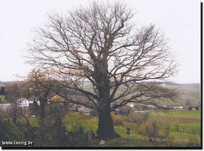 Lunzigs aeltester Baum 2 JNoll